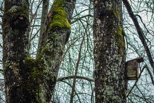 An old wooden birdhouse is attached to a moss-covered tree trunk. The bare branches and muted sky suggest winter or late autumn, adding a quiet, still atmosphere to the forest scene.