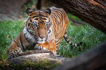 Tiger on the Hunt Log