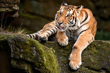 Playful Tiger on Rock