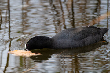 Eurasian Coot Swimming Among Reeds