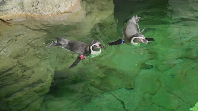Penguins swimming together underwater in clear green pool enclosure