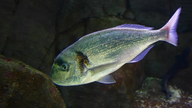 Gilt-head bream swimming near coral rock inside saltwater aquarium