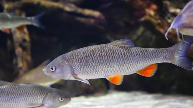Common chub swimming in clean river water among green aquatic vegetation
