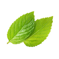 Fototapeta premium Two vibrant green mint leaves with detailed texture isolated on a stark black background