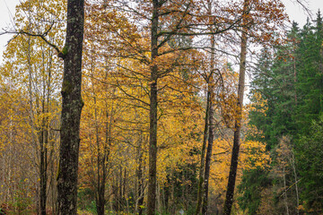 Tall trees with golden autumn leaves in a dense forest, showcasing rich fall colors against dark evergreens.