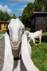 Fototapeta premium Portrait of white Nubian goat with long ears, looking at camera. Close-up wildlife concept. Vertical photo