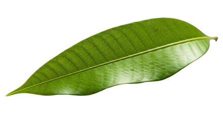 Obraz premium A single green leaf against a greenscreen background.