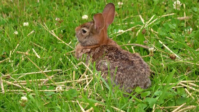 Hare in the wild, in a grass . Wild cottontail rabbit with its ears up. alert mode