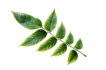 Cut out bouquet of nature tropical fresh green leaves object on greenery season