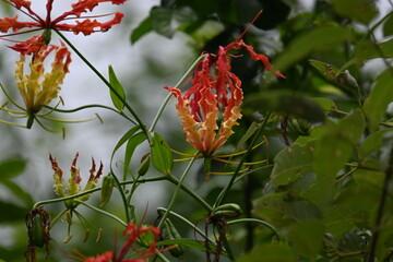 Gloriosa superba flower. Its species of flowering plant in family Colchicaceae. Its Common names flame lily, climbing lily, creeping lily, glory lily, gloriosa lily, tiger claw flower and fire lily.