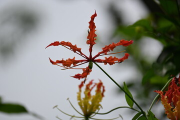 Gloriosa superba flower. Its species of flowering plant in family Colchicaceae. Its Common names flame lily, climbing lily, creeping lily, glory lily, gloriosa lily, tiger claw flower and fire lily.