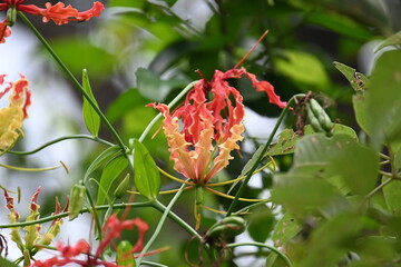Gloriosa superba flower. Its species of flowering plant in family Colchicaceae. Its Common names flame lily, climbing lily, creeping lily, glory lily, gloriosa lily, tiger claw flower and fire lily.