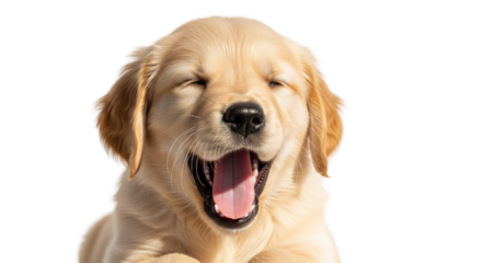 A happy golden retriever puppy with a greenscreen