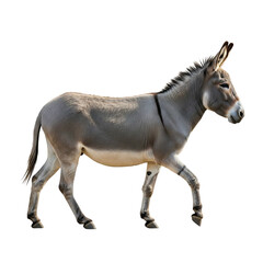 Obraz premium Donkey walking isolated on transparent background