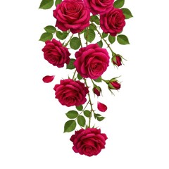Vibrant cascading deep red roses with green leaves against a white backdrop