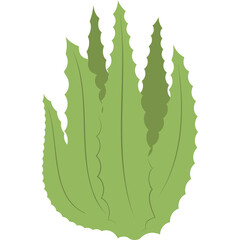 Green Aloe Vera Plant With Serrated Leaves Isolated On Transparent Background Simple Botanical Illustration Fresh Succulent Nature Element