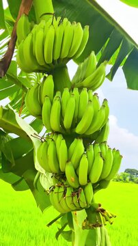 Banana farm video. Fresh green banana bunch growing on tree in agricultural field with natural daylight