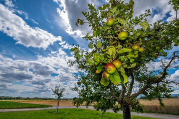 Reife &Auml;pfel an einem Baum auf einer Streuobstwiese in Unteransicht mit der Sonne im Gegenlicht bei aufgelockerter Bew&ouml;lkung und sch&ouml;nem Wetter