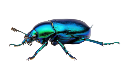 Close-up of a shiny blue beetle on a greenscreen background