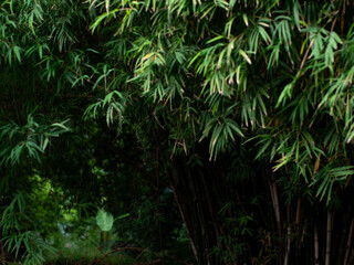 Bamboo Leaves Against Dark Forest Background - Minimalist Natural Frame with Copy Space