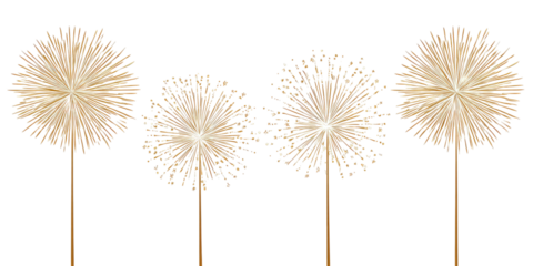 Four fluffy dandelion seed heads on stems against black