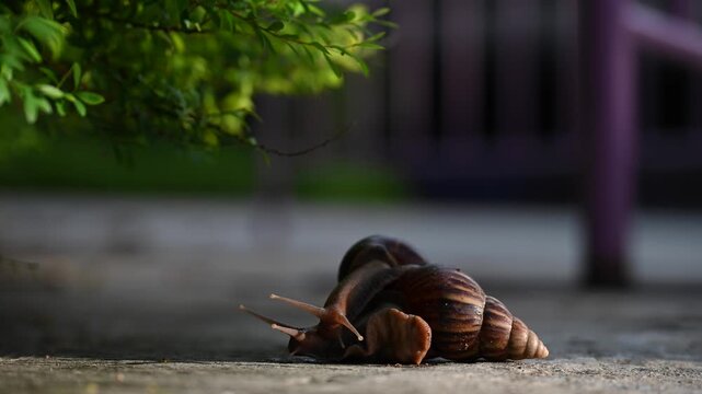 Close-up of two snails crawling on each other