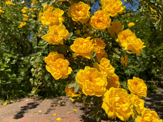 A bush of yellow roses blooming in the garden.