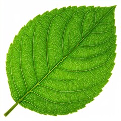 Obraz premium Close-up of a vibrant green leaf, showcasing intricate vein details