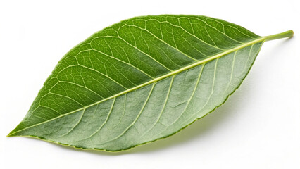 Obraz premium Stock photo of a green leaf isolated on white background close up nature image
