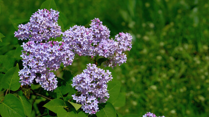 Spring garden.Branches of purple pink lilac