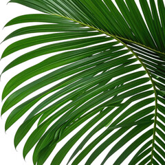 A close-up view of a vibrant green palm leaf with a glossy texture