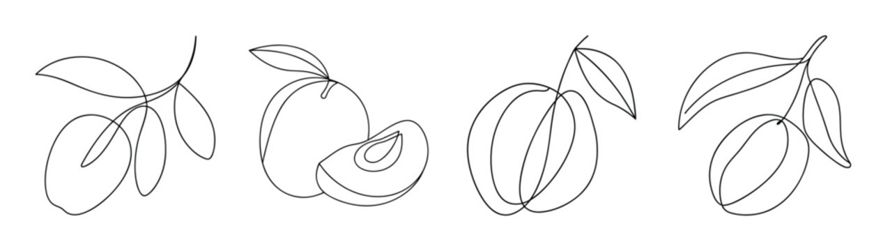 Mamoncillo fruit drawings botanical sketches delicate line art tropical produce