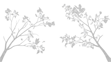 Elegant silhouettes of two flowering tree branches in light gray isolated on white