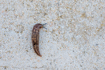 Limacus flavus. Yellow European slug climbing the wall.