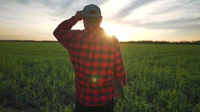 Man in cap stands still in field. Farmer holds laptop, looks at sunset horizon. Green grass covers field. Work on farm in nature brings farmer here to check crops, think on next work under sky.