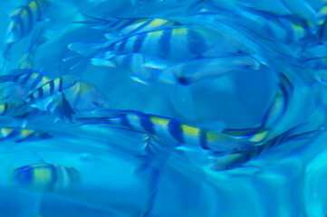 太陽の光が差し込む青く澄んだ海に群れる熱帯魚たち。鮮やかなストライプ模様が水面に映えて、自然の色彩が織りなす癒しの風景。tropical fish、blue sea、marine photography、summer vibe、travel photo にぴったり。