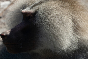 Baboon Closeup Portrait Zoo Animal