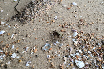 砂浜に居た小さな茶色いカニ