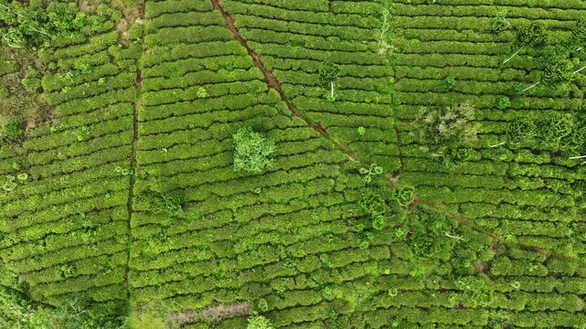 Aerial rice terraces with narrow path
