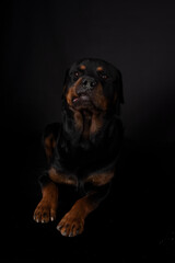 rottweiler in studio