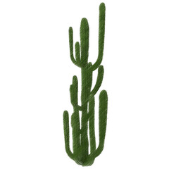 Cactus isolated transparent background sketch
