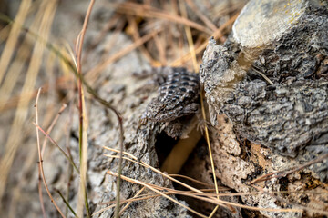 Close-up of a Western Fence Lizard in its natural habitat at Point Lobos State Reserve