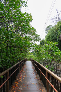 Passerelle en bois dans la for&ecirc;t de mangroves du village d'Higashi, Okinawa, Japon