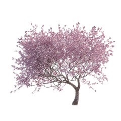 Obraz premium Cherry sakura tree drawing isolated transparent background PNG 