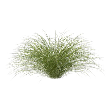 Sedge bush isolated transparent background sketch PNG
