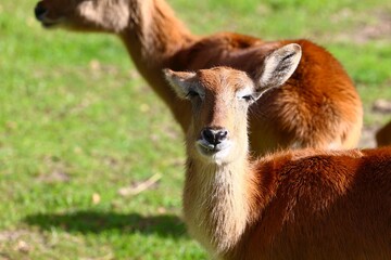 moor kob Resting in a Sunny Green Field
