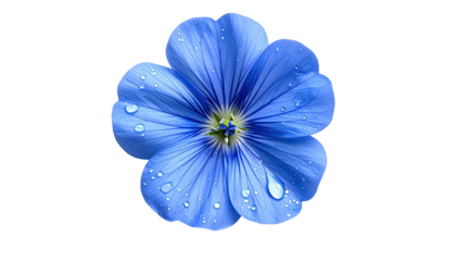 Isolated blue flower with water droplets, on black background