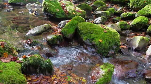 Mountain stream in autumn forest with mossy rocks and fallen leaves