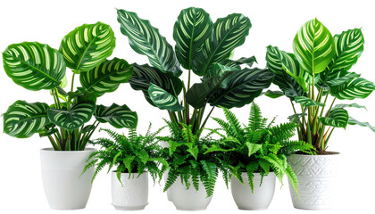 Green plants with striped leaves in white pots, lush fern fronds