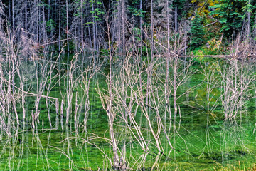Dead trees standing in the water at a forest pond